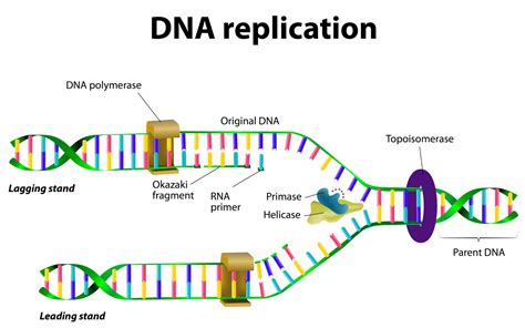 dna replication http www.youtube.com watch v onuspqg0jd0|half conservative replication of dna.